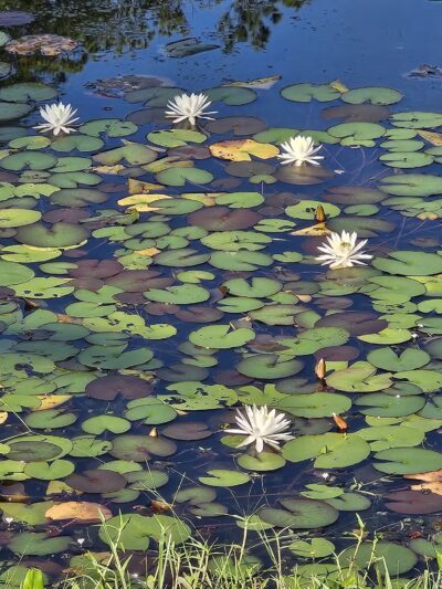 Aiken State Park - Windsor, SC