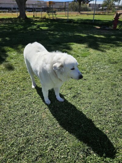 Winslow Bark Park - Winslow, AZ