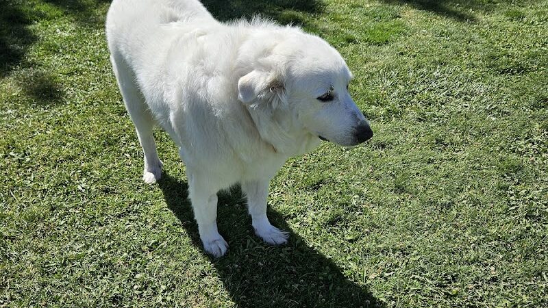 Winslow Bark Park - Winslow, AZ