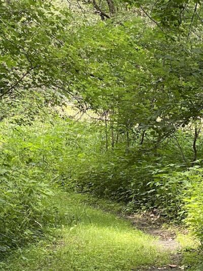 Buffalo Creek Area - Winthrop, IA