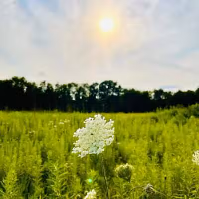 Lyon Oaks County Park - Wixom,