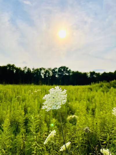 Lyon Oaks County Park - Wixom,