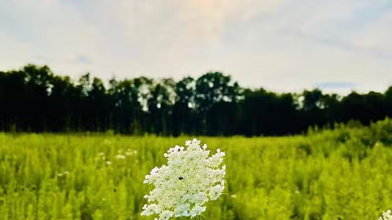 Lyon Oaks County Park - Wixom,