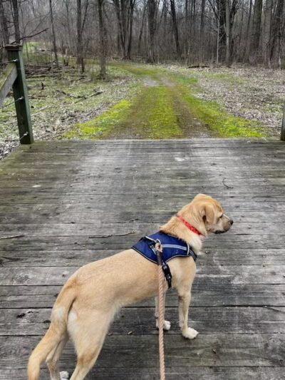 Lyon Oaks County Park - Wixom,