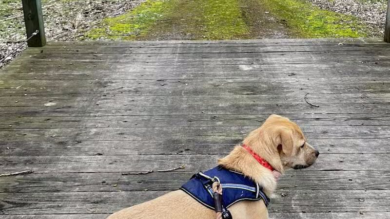 Lyon Oaks County Park - Wixom,