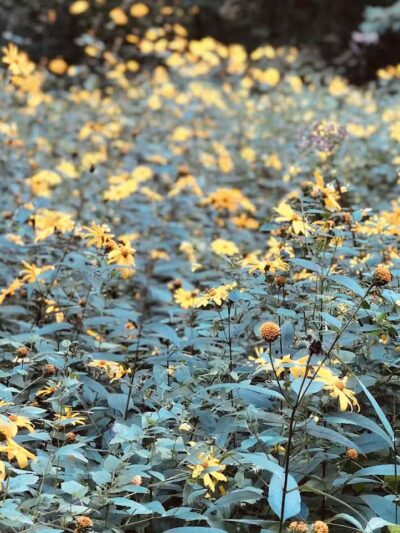 Lyon Oaks County Park - Wixom,