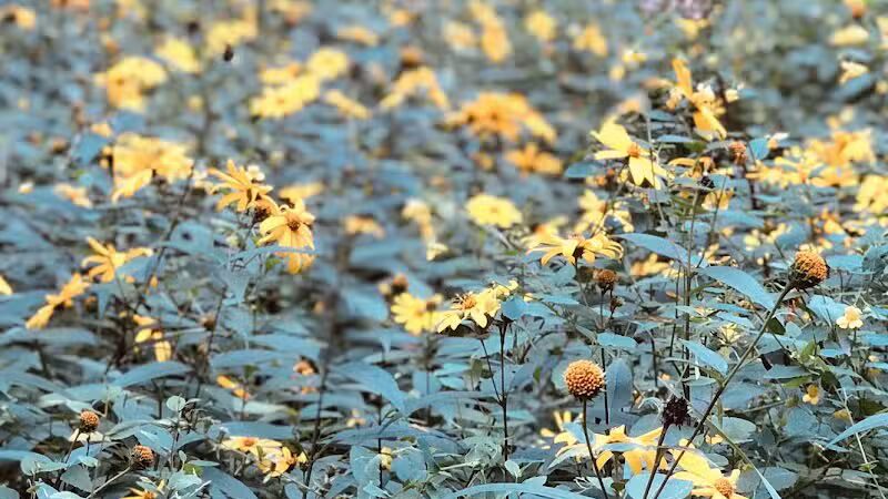 Lyon Oaks County Park - Wixom,