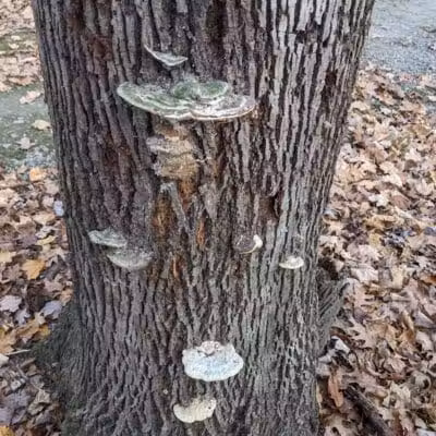 Lyon Oaks County Park - Wixom,