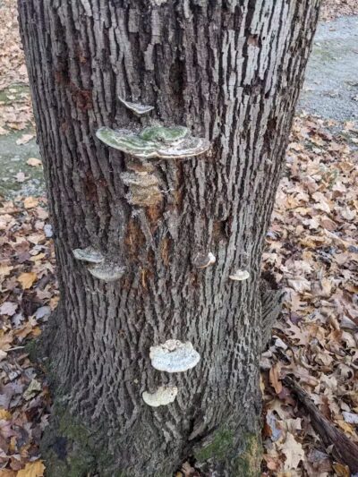 Lyon Oaks County Park - Wixom,