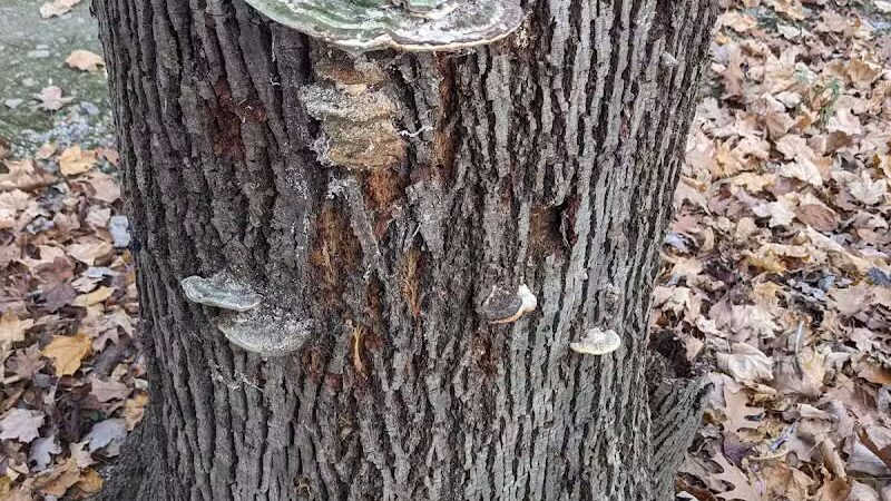 Lyon Oaks County Park - Wixom,