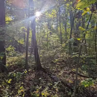 Lyon Oaks County Park - Wixom,