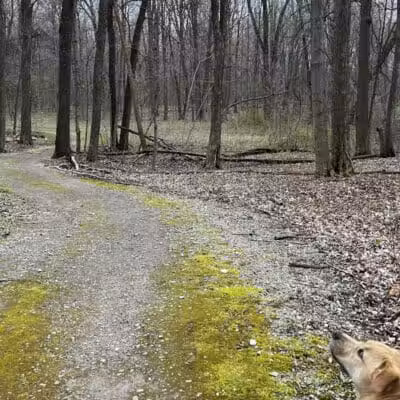 Lyon Oaks County Park - Wixom,