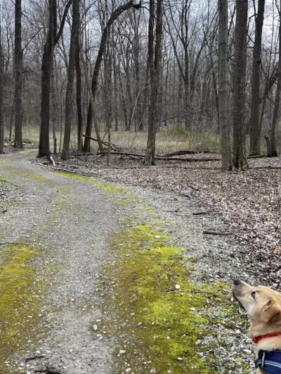 Lyon Oaks County Park - Wixom,