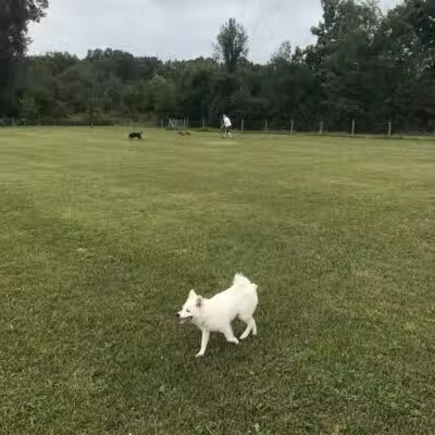 Lyon Oaks Dog Park - Wixom, MI