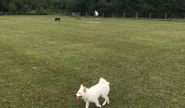 Lyon Oaks Dog Park - Wixom, MI