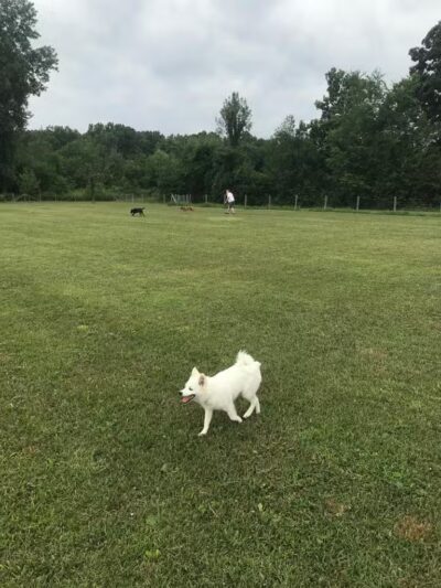 Lyon Oaks Dog Park - Wixom, MI