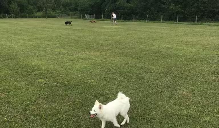 Lyon Oaks Dog Park - Wixom, MI