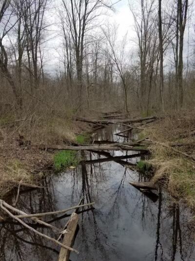 Lyon Oaks Dog Park - Wixom, MI
