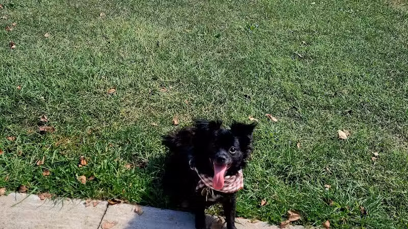 Lyon Oaks Dog Park - Wixom, MI