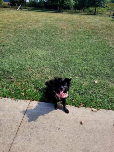 Lyon Oaks Dog Park - Wixom, MI