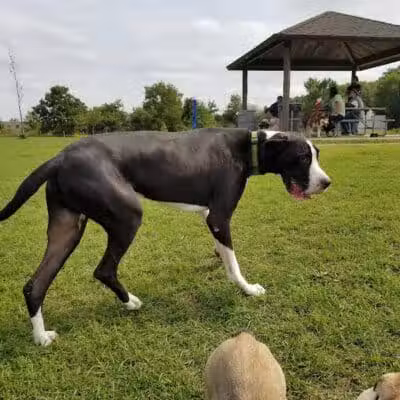 Lyon Oaks Dog Park - Wixom, MI