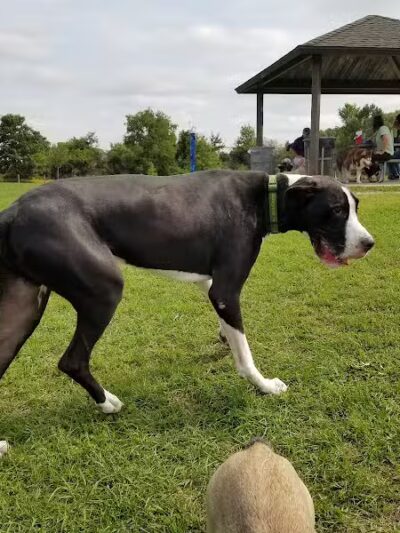 Lyon Oaks Dog Park - Wixom, MI