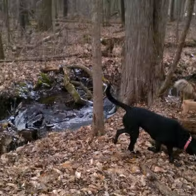 Lyon Oaks Dog Park - Wixom, MI
