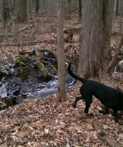 Lyon Oaks Dog Park - Wixom, MI