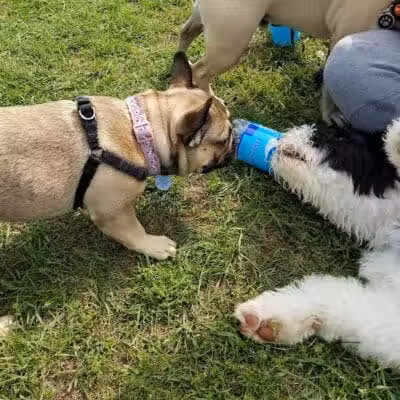 Lyon Oaks Dog Park - Wixom, MI