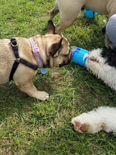 Lyon Oaks Dog Park - Wixom, MI