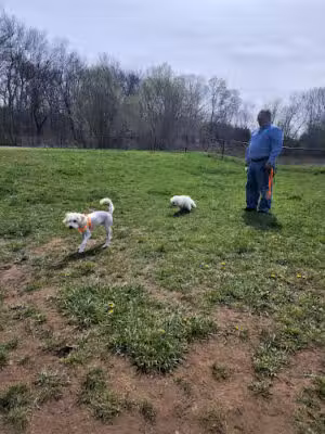 Woodbridge Dog Park - Woodbridge, CT