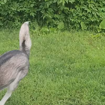 Andy's Bark Park - Woodbury, MN