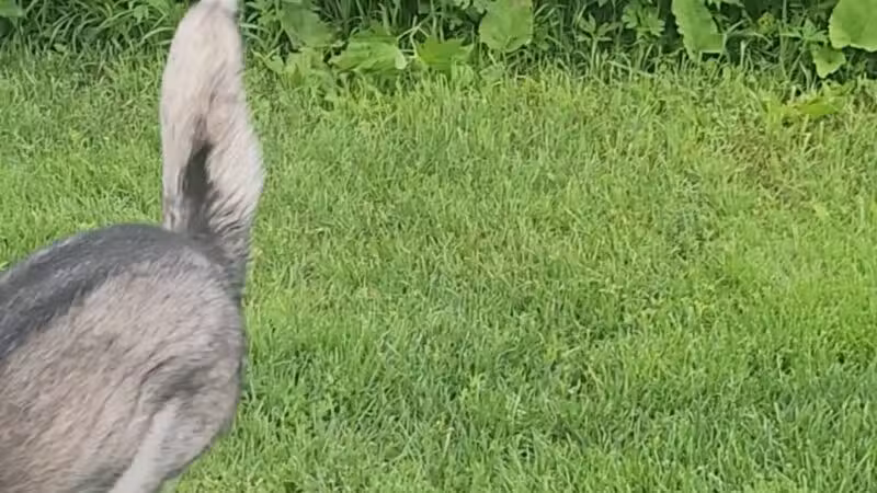 Andy's Bark Park - Woodbury, MN