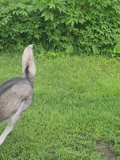 Andy's Bark Park - Woodbury, MN