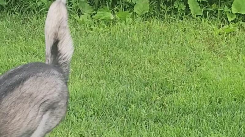 Andy's Bark Park - Woodbury, MN