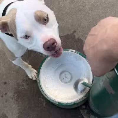 Andy's Bark Park - Woodbury, MN