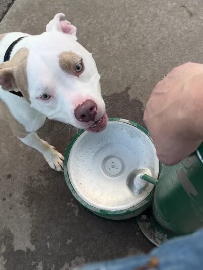 Andy's Bark Park - Woodbury, MN