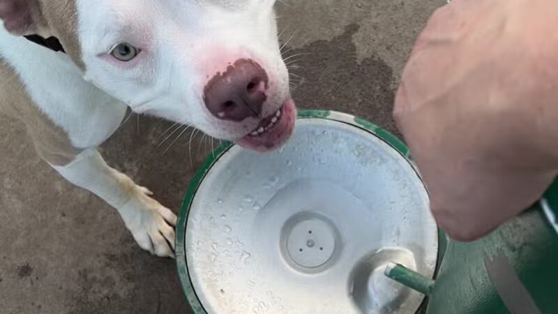 Andy's Bark Park - Woodbury, MN