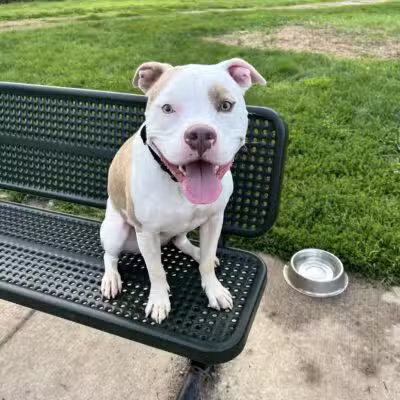 Andy's Bark Park - Woodbury, MN