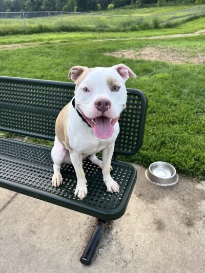 Andy's Bark Park - Woodbury, MN