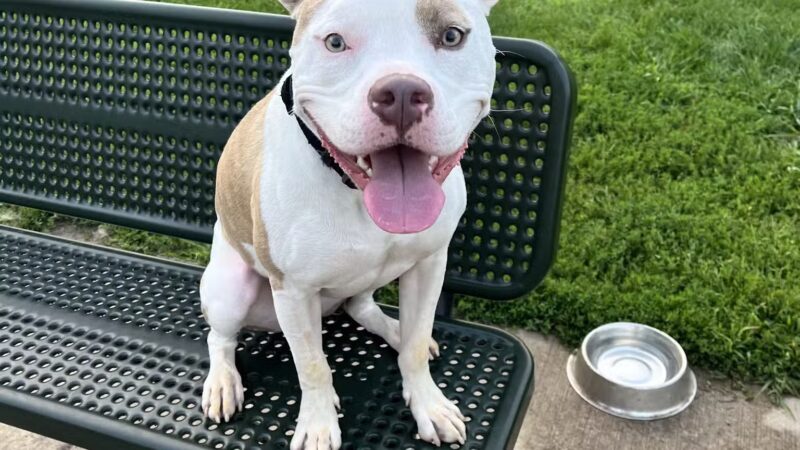 Andy's Bark Park - Woodbury, MN