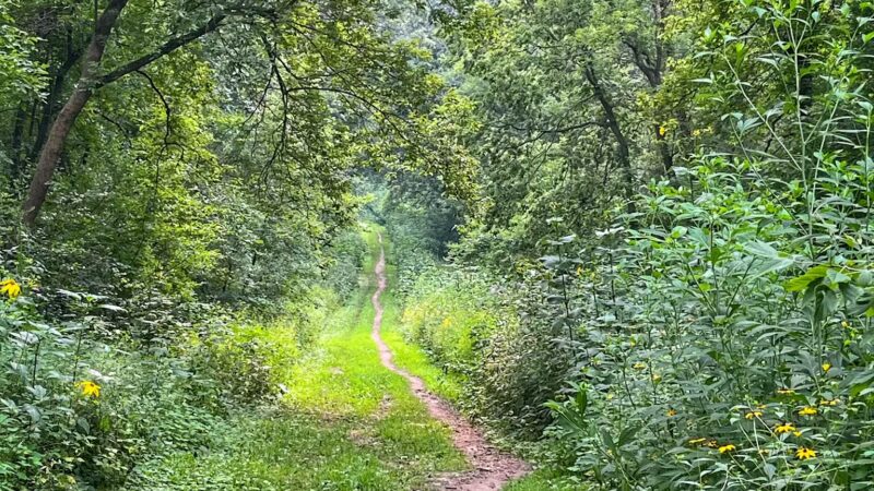 Andy's Bark Park - Woodbury, MN