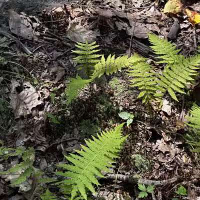 Wood Dale County Park - Woodcliff Lake, NJ