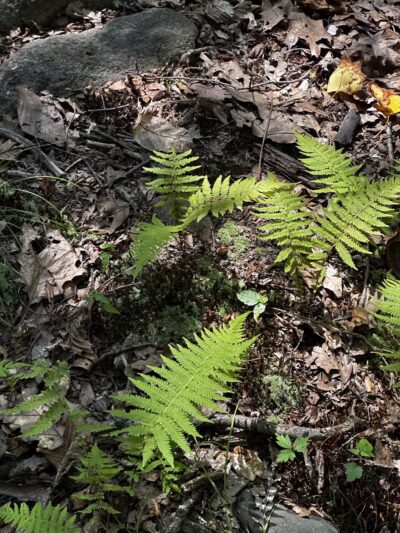 Wood Dale County Park - Woodcliff Lake, NJ