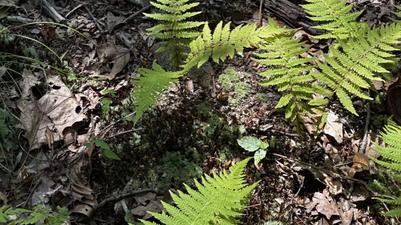 Wood Dale County Park - Woodcliff Lake, NJ