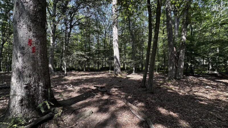 Wood Dale County Park - Woodcliff Lake, NJ