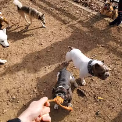K9 Korral Dog Run - Woodhaven,