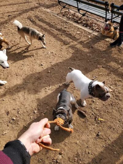 K9 Korral Dog Run - Woodhaven,