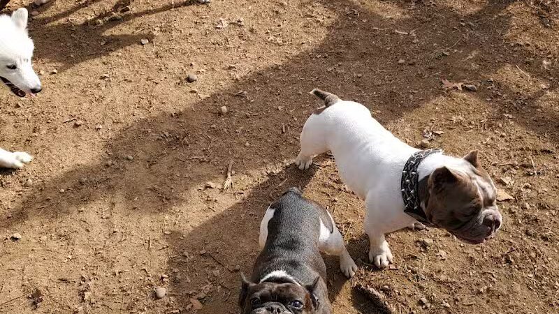 K9 Korral Dog Run - Woodhaven,