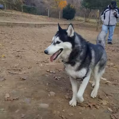 K9 Korral Dog Run - Woodhaven,